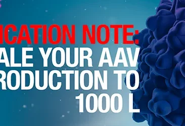 Production of AAV at the 1,000 L scale