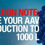 Production of AAV at the 1,000 L scale